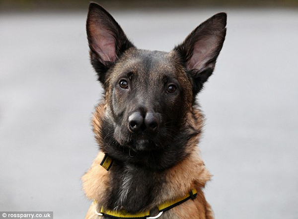 Пес, с двумя носами, двуносый, Snuffles , Снаффлз 