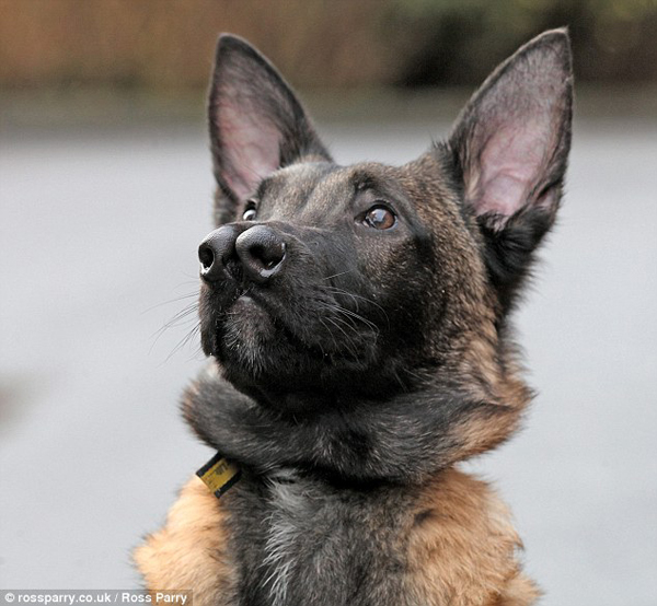 Пес, с двумя носами, двуносый, Snuffles , Снаффлз 