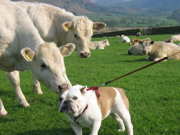 смешные собаки, любят придуряться, смешые моменты