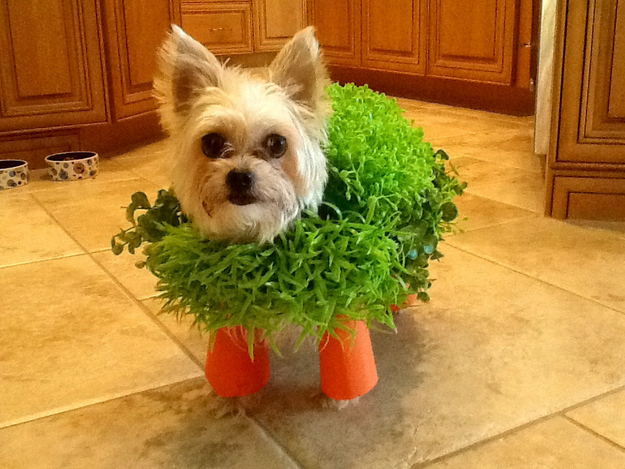 смешные собаки, любят придуряться, смешые моменты