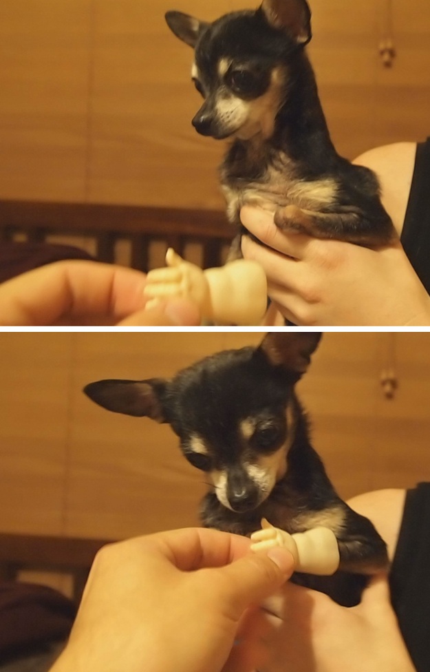 смешные собаки, любят придуряться, смешые моменты