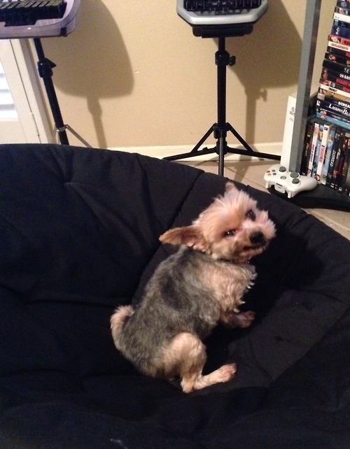 смешные собаки, любят придуряться, смешые моменты