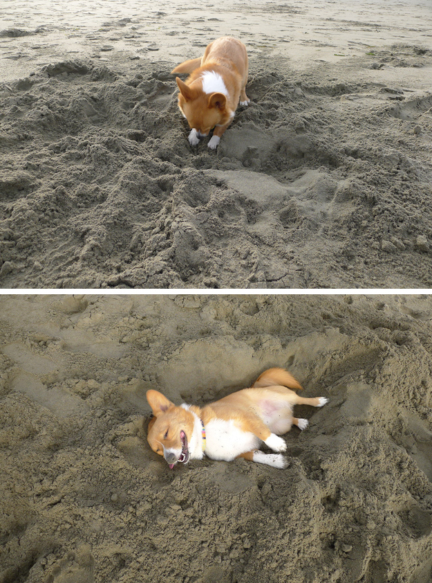 смешные собаки, любят придуряться, смешые моменты