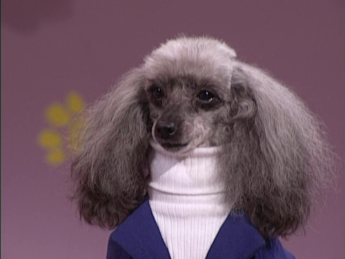 смешные собаки, любят придуряться, смешые моменты