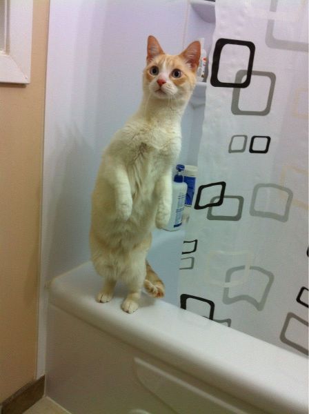 Позитив, юмор, смешные фотографии,прикол