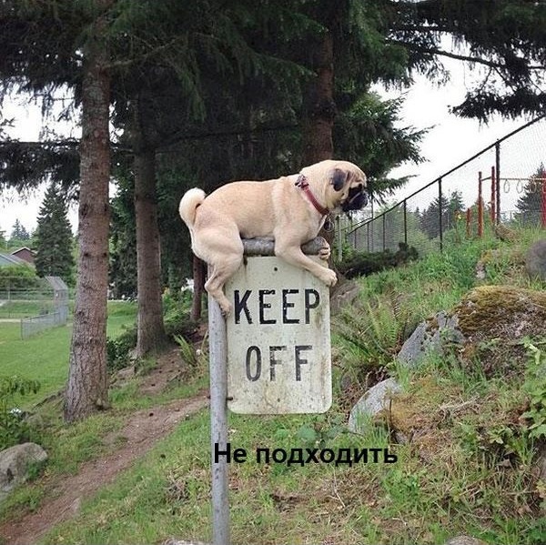 Беспредельщики! III Смешные фото, люди нарушают, запреты,законы, делают что хотят, беспредельщики