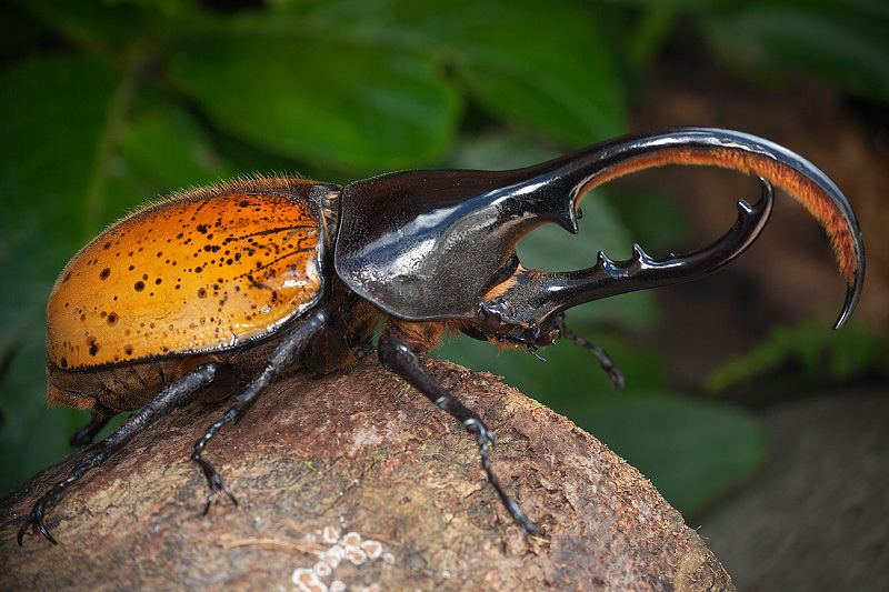 познавательные факты обо всём на свете, спорим вы не знали