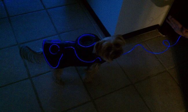 смешные костюмы животных на Хэллоуин, креативные костюмы животных Хэллоуин