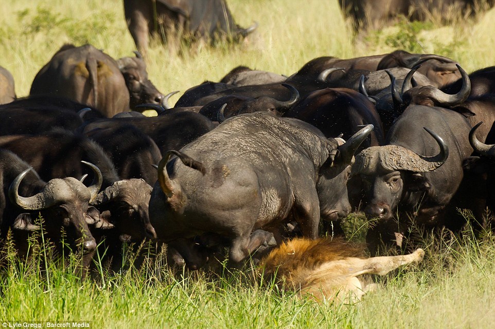 охота львов на буйволов и антилоп
