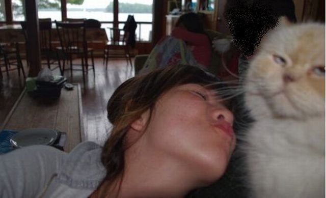 коты хулиганы, вредные кошки, смешные кошки анимация, смешные гифки с котами