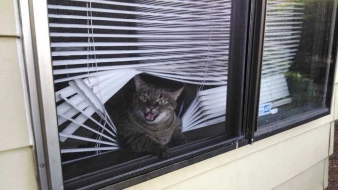 коты хулиганы, вредные кошки, смешные кошки анимация, смешные гифки с котами