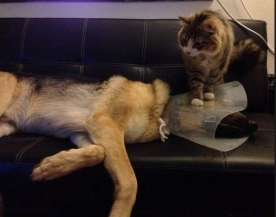 коты хулиганы, вредные кошки, смешные кошки анимация, смешные гифки с котами