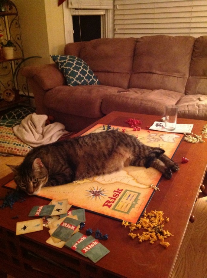 коты хулиганы, вредные кошки, смешные кошки анимация, смешные гифки с котами