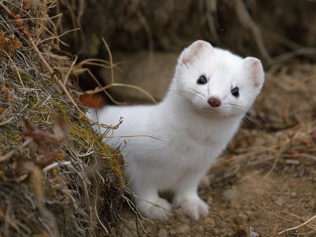 славянский звериный гороскоп