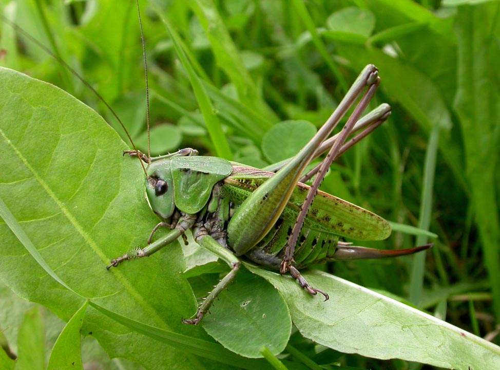 славянский звериный гороскоп