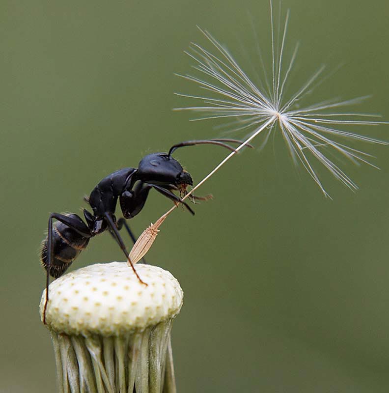 славянский звериный гороскоп