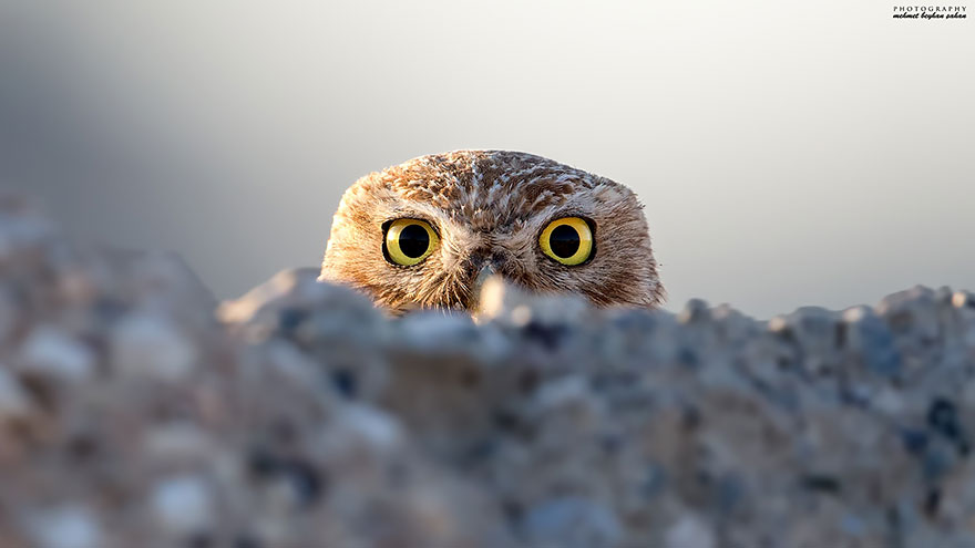 Милейшие совы, поражающие своей неземной красотой смешные совы, милые совы, красивые совы