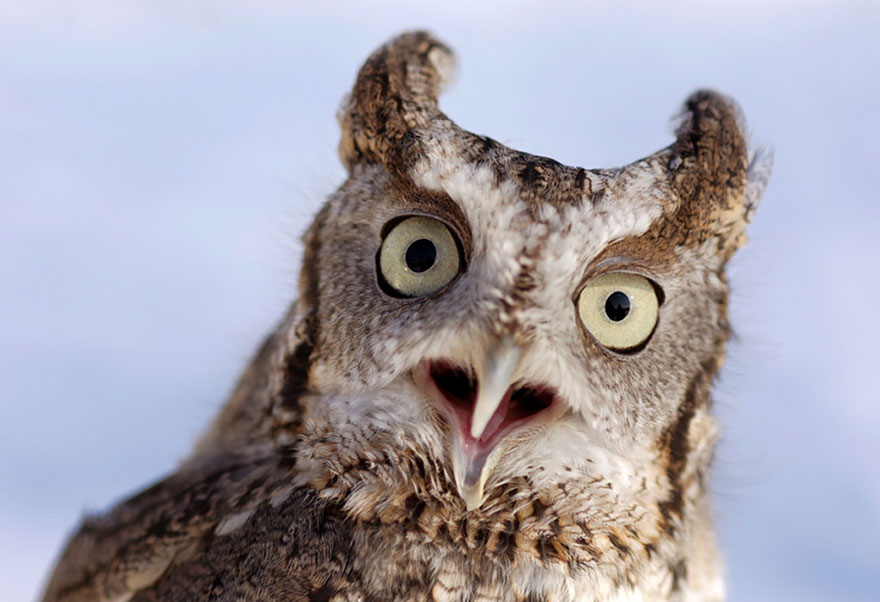 Милейшие совы, поражающие своей неземной красотой смешные совы, милые совы, красивые совы