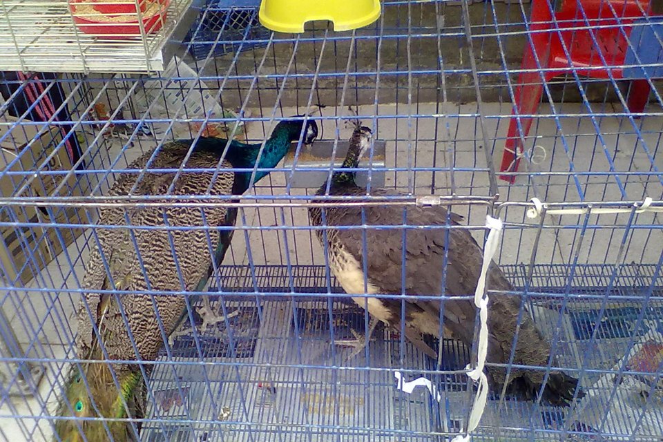 Четыре жутких колдовских рынка для истинных жрецов и настоящих ведьм оккультизм, колдовские рынки, магия, шаманы