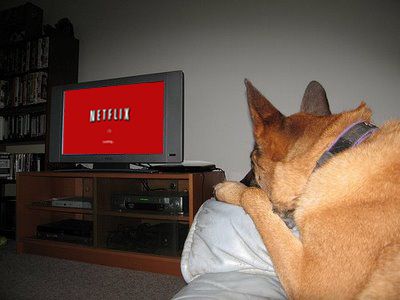 16 доказательств того, что собака лучший друг человека собаки анимация, собака лучший друг человека, смешные собаки