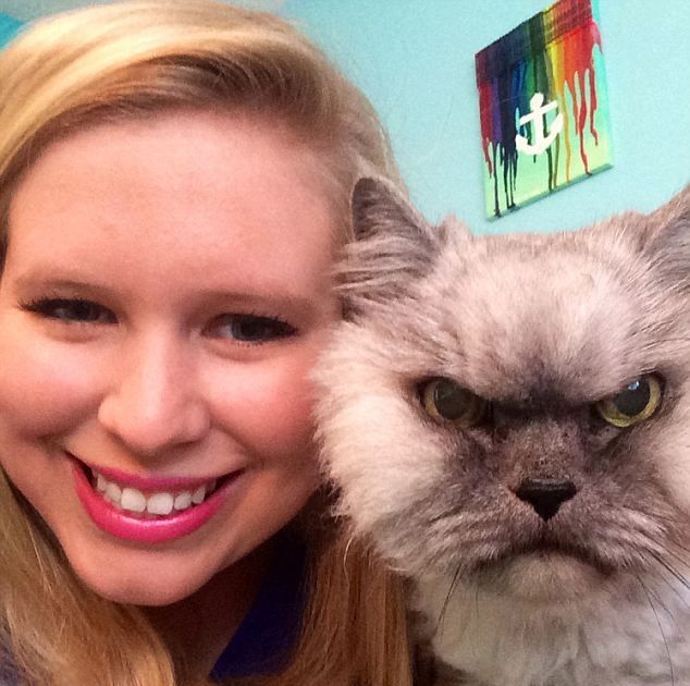 злой кот, злобный кот, кот со злым взглядом