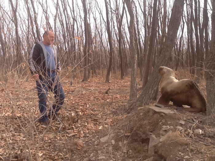 Спасение заблудившегося в лесу морского льва морской лев в лесу, спасение морского льва