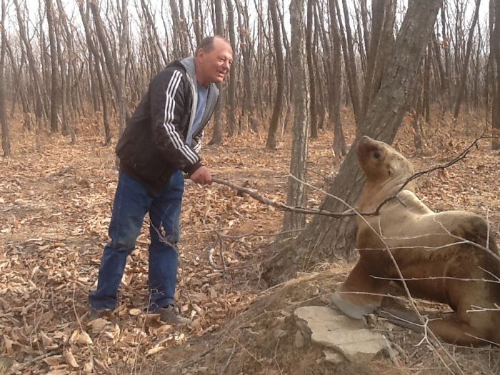 Спасение заблудившегося в лесу морского льва морской лев в лесу, спасение морского льва