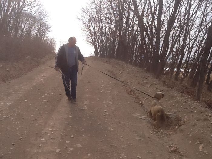 Спасение заблудившегося в лесу морского льва морской лев в лесу, спасение морского льва