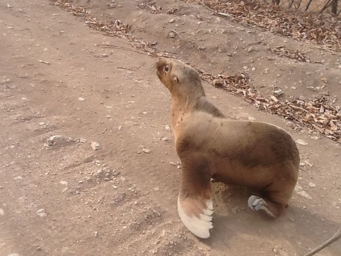 Спасение заблудившегося в лесу морского льва морской лев в лесу, спасение морского льва