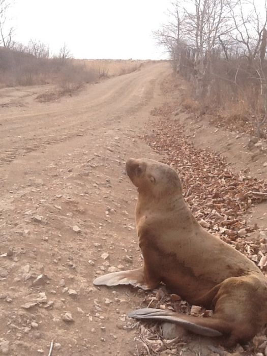 Спасение заблудившегося в лесу морского льва морской лев в лесу, спасение морского льва