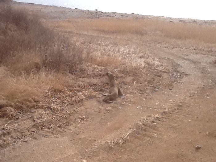 Спасение заблудившегося в лесу морского льва морской лев в лесу, спасение морского льва