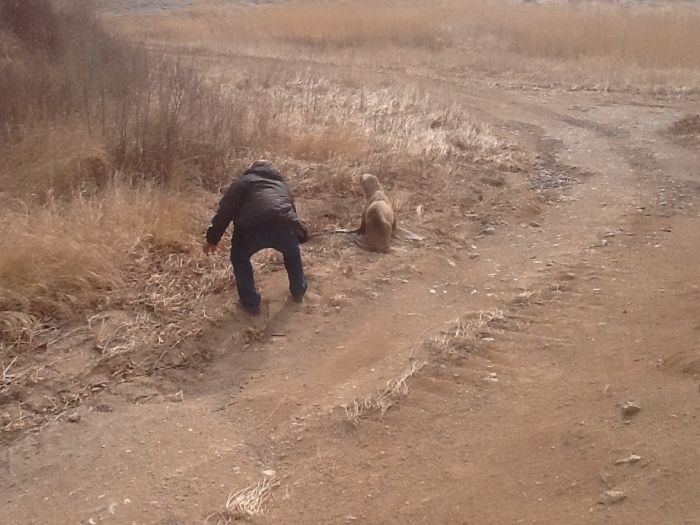 Спасение заблудившегося в лесу морского льва морской лев в лесу, спасение морского льва