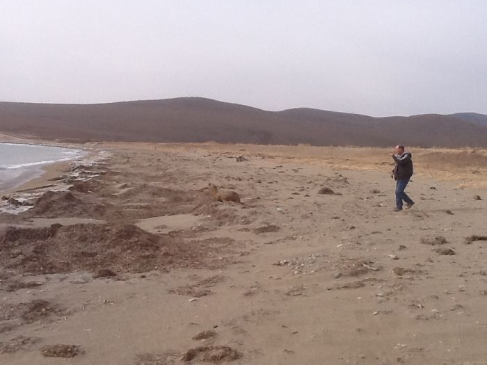 Спасение заблудившегося в лесу морского льва морской лев в лесу, спасение морского льва