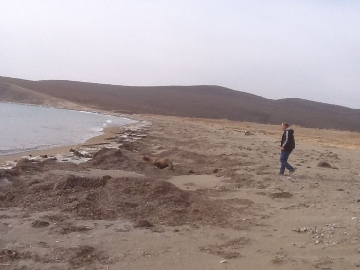 Спасение заблудившегося в лесу морского льва морской лев в лесу, спасение морского льва