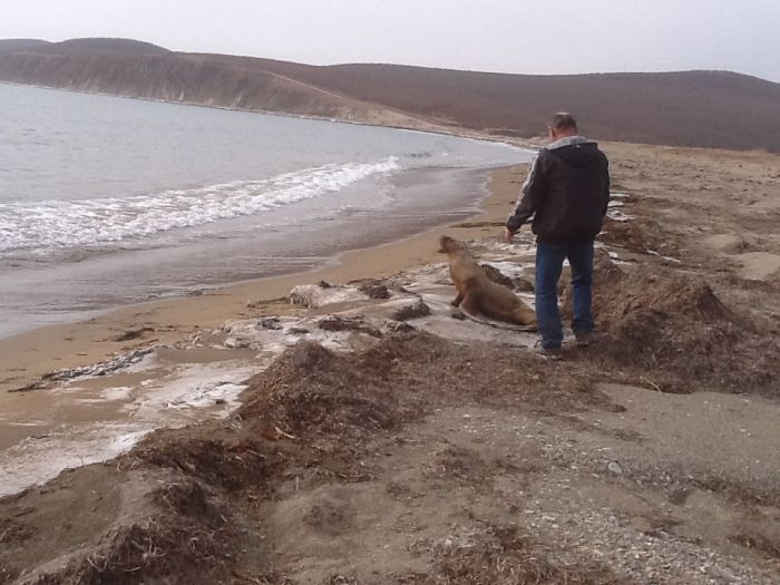 Спасение заблудившегося в лесу морского льва морской лев в лесу, спасение морского льва