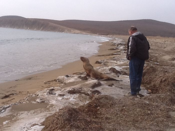 Спасение заблудившегося в лесу морского льва морской лев в лесу, спасение морского льва