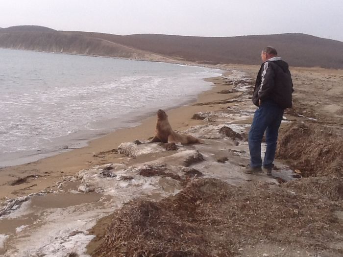 Спасение заблудившегося в лесу морского льва морской лев в лесу, спасение морского льва