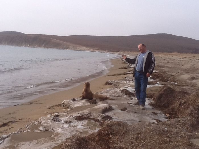Спасение заблудившегося в лесу морского льва морской лев в лесу, спасение морского льва