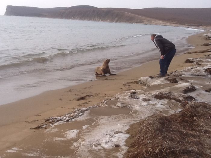 Спасение заблудившегося в лесу морского льва морской лев в лесу, спасение морского льва
