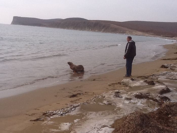 Спасение заблудившегося в лесу морского льва морской лев в лесу, спасение морского льва