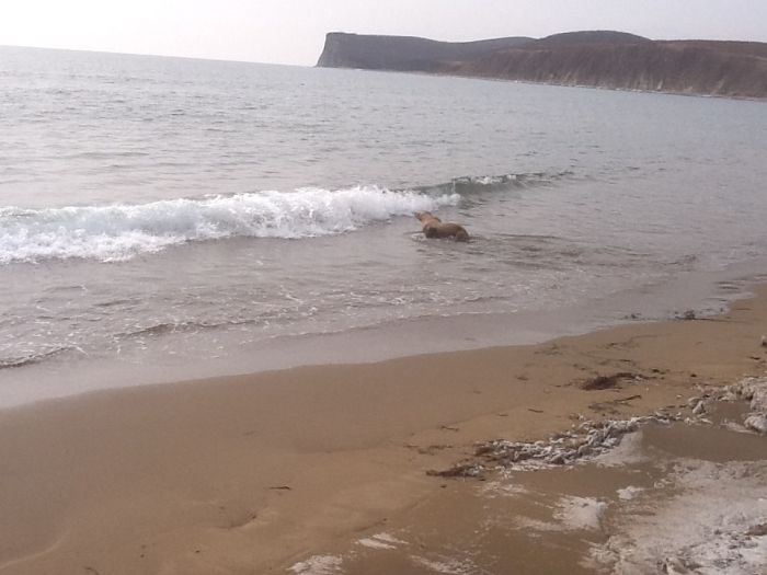 Спасение заблудившегося в лесу морского льва морской лев в лесу, спасение морского льва