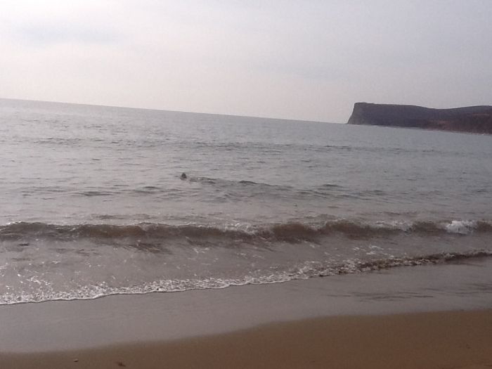 Спасение заблудившегося в лесу морского льва морской лев в лесу, спасение морского льва