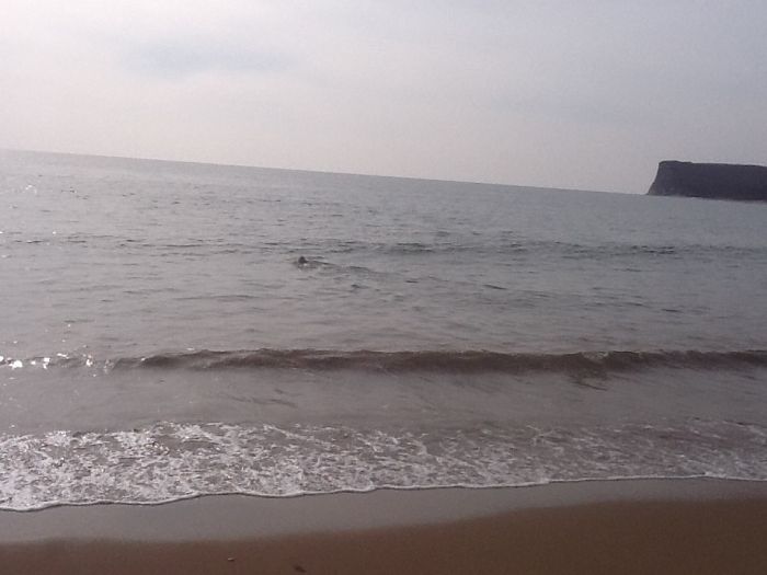 Спасение заблудившегося в лесу морского льва морской лев в лесу, спасение морского льва