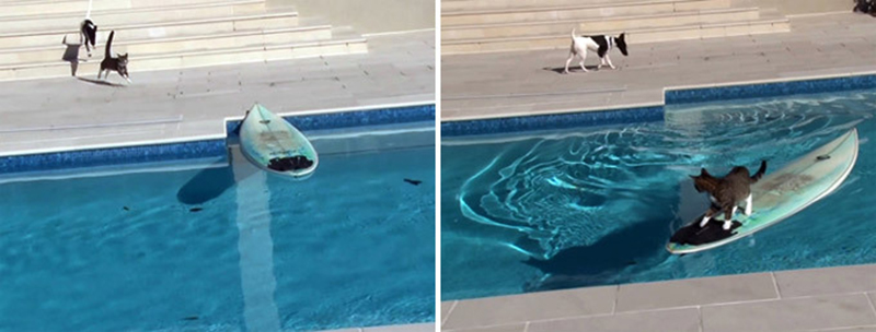 10 животных ставших интернет-сенсацией животные знаменитости, животные звёзды интернета