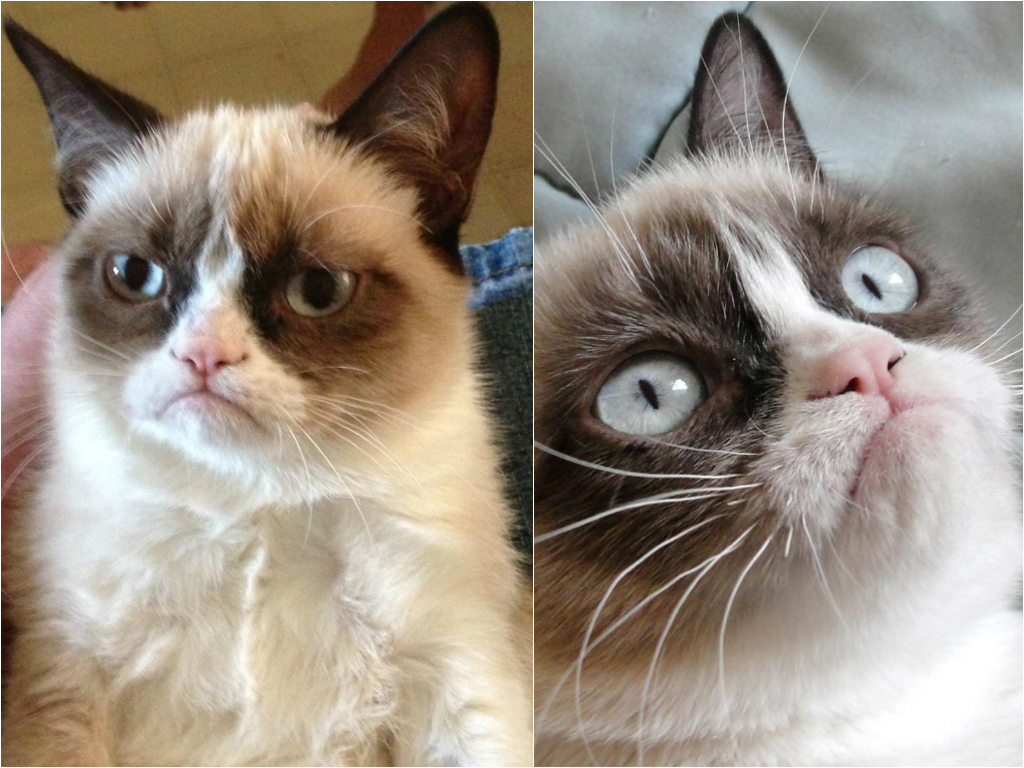 10 животных ставших интернет-сенсацией животные знаменитости, животные звёзды интернета