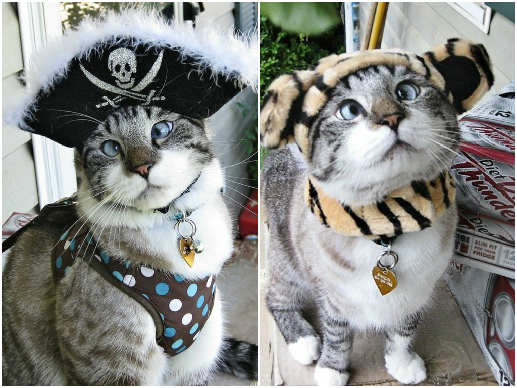 10 животных ставших интернет-сенсацией животные знаменитости, животные звёзды интернета