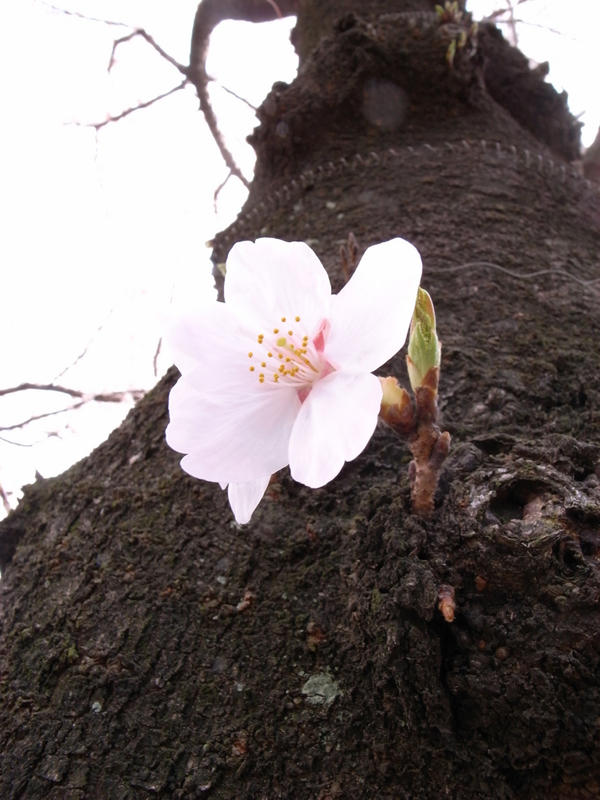 Фантастически красивое цветение сакуры в Японии цветение сакуры, сакура в Японии, красивая сакура, как цветет сакура, розовая сакура