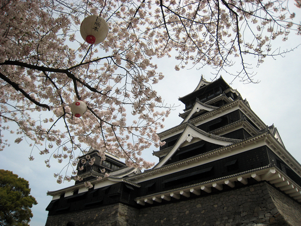 Фантастически красивое цветение сакуры в Японии цветение сакуры, сакура в Японии, красивая сакура, как цветет сакура, розовая сакура