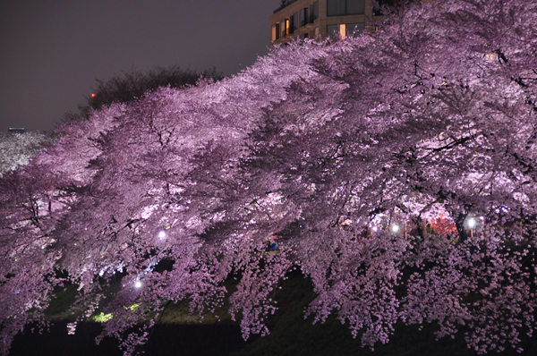 Фантастически красивое цветение сакуры в Японии цветение сакуры, сакура в Японии, красивая сакура, как цветет сакура, розовая сакура