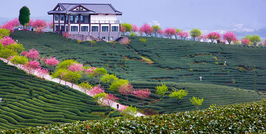 Фантастически красивое цветение сакуры в Японии цветение сакуры, сакура в Японии, красивая сакура, как цветет сакура, розовая сакура